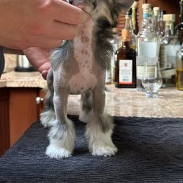 Slate hairy hairless female - Slate female Chinese Crested puppy in Sweet Home, Oregon from Rhapsody Poodles & Cresteds