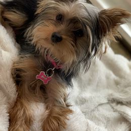 Yorkshire Terriers from Deserae's Yorkies