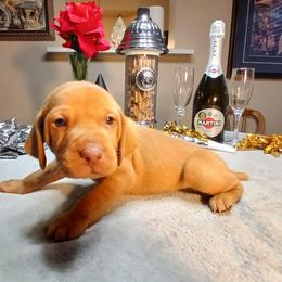Red - Golden rust male Vizsla puppy in Maineville, Ohio from Izabella Vizslas