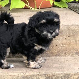 Froggy - Havanese puppy from Green Gables Havanese