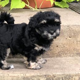 Froggy - Havanese puppy from Green Gables Havanese
