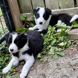 Border Collie puppies from Kyoate Dreams