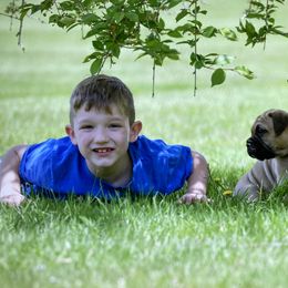 Bullmastiff Puppies from Amulet Bullmastiffs