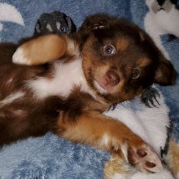 Australian Shepherd, Miniature Australian Shepherd, and Toy Australian Shepherd Puppies from Rumour Has It Aussies