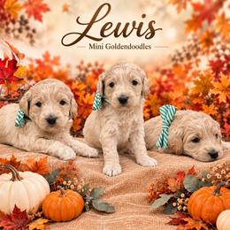 Lewis - Cream male Goldendoodle puppy in St Anthony, Idaho from Diamond H Puppies