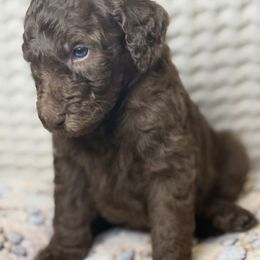 Assorted Doodle Crosses Puppies from LaiCi Doodles