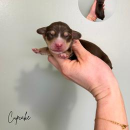 Cupcake - Chocolate and tan female Dachshund puppy in Wamego, Kansas from Doodles of Oz