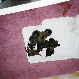 Shih Tzu Puppies from Shih Tzu Dreams Come True