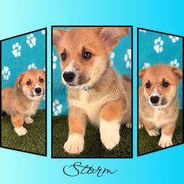 Storm - Red female Pembroke Welsh Corgi puppy in Kiowa, Colorado from Cool Water Corgis LLC