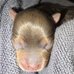 Girl 1 - Chocolate and tan female Yorkshire Terrier puppy in Gatesville, Texas from Schultz Yorkies byGrace