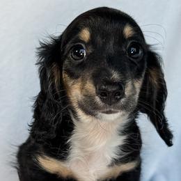 Brachiosaurus - Black and cream female Dachshund puppy in Winamac, Indiana from WZ Kennels