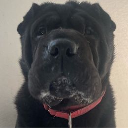 Cognac - Chinese Shar-Pei