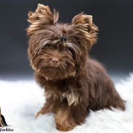 Kahlua - Yorkshire Terrier