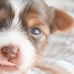 Biewer Terriers and Yorkshire Terriers from Skyridge Puppies