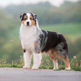 Touché - Australian Shepherd