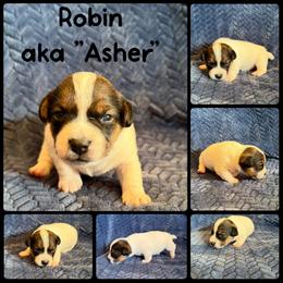Robin - Tri-color male Russell Terrier puppy in Zim, Minnesota from ZimBogWay Acres