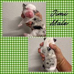 Jimi - Blue merle and white male American Corgi puppy in Hico, Texas from Chisholm Trail Kennels