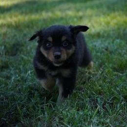 Arrax - Black tri-color male Australian Shepherd puppy in Kokomo, Indiana from North Central Aussies