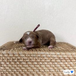Lucky - Red  male Goldendoodle puppy in Crothersville, Indiana from Wischmeier’s Doodles