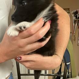 Luna - White and black female Shetland Sheepdog puppy in Centennial, Colorado from Kochar Shelties