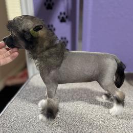 Brownie- Hairy Hairless Girl - Slate female Chinese Crested puppy in Tomball, Texas from Gracieux Chinese Cresteds