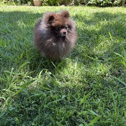 L'Oréal - Chocolate female Pomeranian puppy in Modesto, California from Pommiepalace