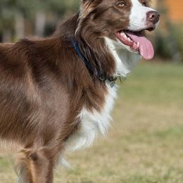 Border Collies from Tonglen Lake Border Collies