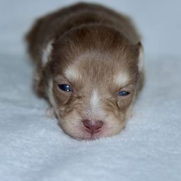 Rumi - Chocolate female Pomsky puppy in Clarkston, Utah from Red Rock Ranch Breeders