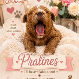 Pralines - Red female Cavapoo puppy in South Jordan, Utah from Diamond Companions