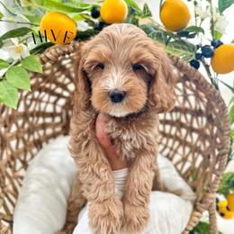 HIVE - Caramel red male Australian Labradoodle puppy in Palmdale, California from Heavenly Doodles