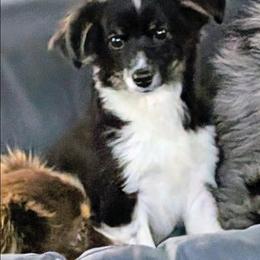 Davy - Black tri male Toy Australian Shepherd puppy in Bly, Oregon from Rockin AC Toy Aussies