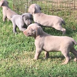 Weimaraners from Nesdahl's Grey Ghosts