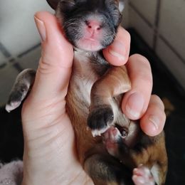 Girl 1 - Red sable female Havanese puppy in Kinston, North Carolina from Court Jester Havanese and Prissy Diva Russian Salon Dogs
