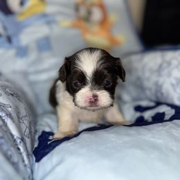 Raphael - Liver and white male Shih Tzu puppy in Springfield, Missouri from Lopez Family Tails