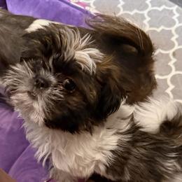 Bobby - Brindle and white male Shih Tzu puppy in Victorville, California from RUMBLE n TUMBLE