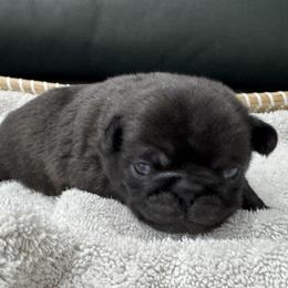 Black Girl with Small White Patch - Black female Pug puppy in Troutman, North Carolina from Ohana Pugs