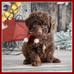 Chestnut - Brown and tan male Cockapoo puppy in Connersville, Indiana from Deaz Doodle Ranch