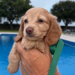 SNOOP ( ee Red, carries cream) - Red male Dachshund puppy in Ville Platte, Louisiana from Cajun Pawfection