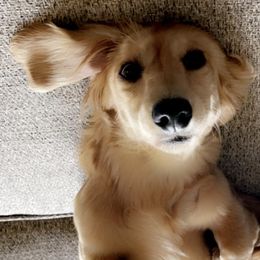 Anatolian Shepherd Dogs and Dachshunds from Sarah Zwiefel