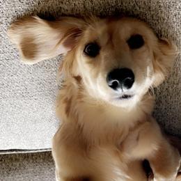 Anatolian Shepherd Dogs and Dachshunds from Sarah Zwiefel