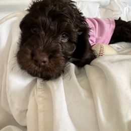 Bernedoodle, Cockapoo, and Goldendoodle Puppies from Avery Doodle Day LLC