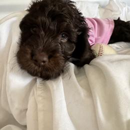 Bernedoodle, Cockapoo, and Goldendoodle Puppies from Avery Doodle Day LLC