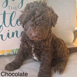 Chocolate boy 1 - Chocolate male Labradoodle puppy in Lowville, New York from Pleasant View Labradoodles and micro cockapoos