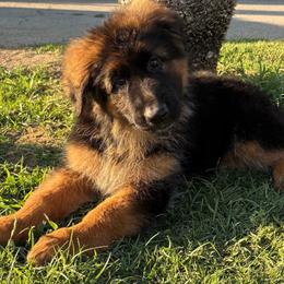 AKC Red Girl - Black and red female German Shepherd puppy in Bakersfield, California from Aguirre Farm