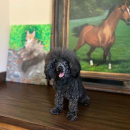 Midnight - Black male Assorted Doodle Crosses puppy in Montclair, California from House of Paws Kennel