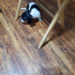 Dachshund Puppies from Hamm Weenies  AKC (Dachshunds)