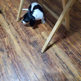 Dachshund Puppies from Hamm Weenies  AKC (Dachshunds)