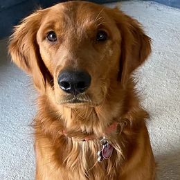 Golden Retrievers from Nala's Goldens