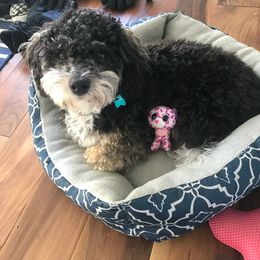 Suki - Havapoo