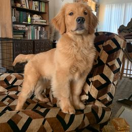 Golden Retriever Puppies from SwanSun Golden Retrievers